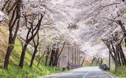 桜の路上