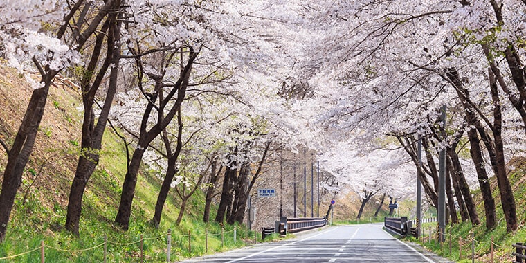 桜の路上