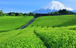 茶畑と富士山