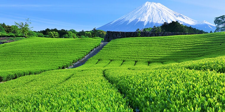 茶畑と富士山