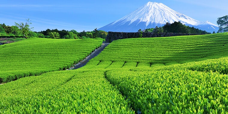 茶畑と富士山